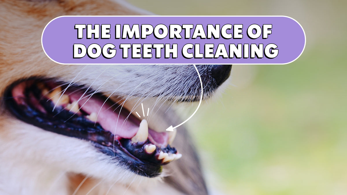 Dog Teeth Cleaning Is It Important? The Brooklyn The Brooklyn Pet
