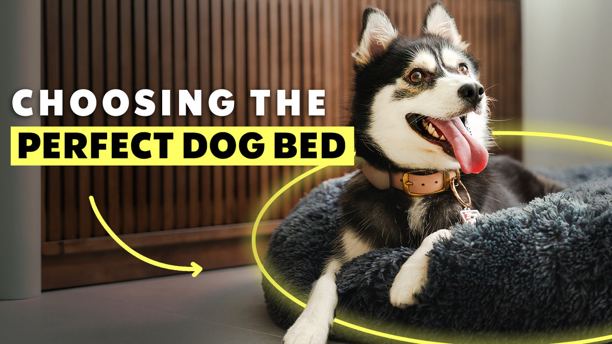 Choosing the Perfect Dog Bed A Comprehensive Guide The Brooklyn Pet Store