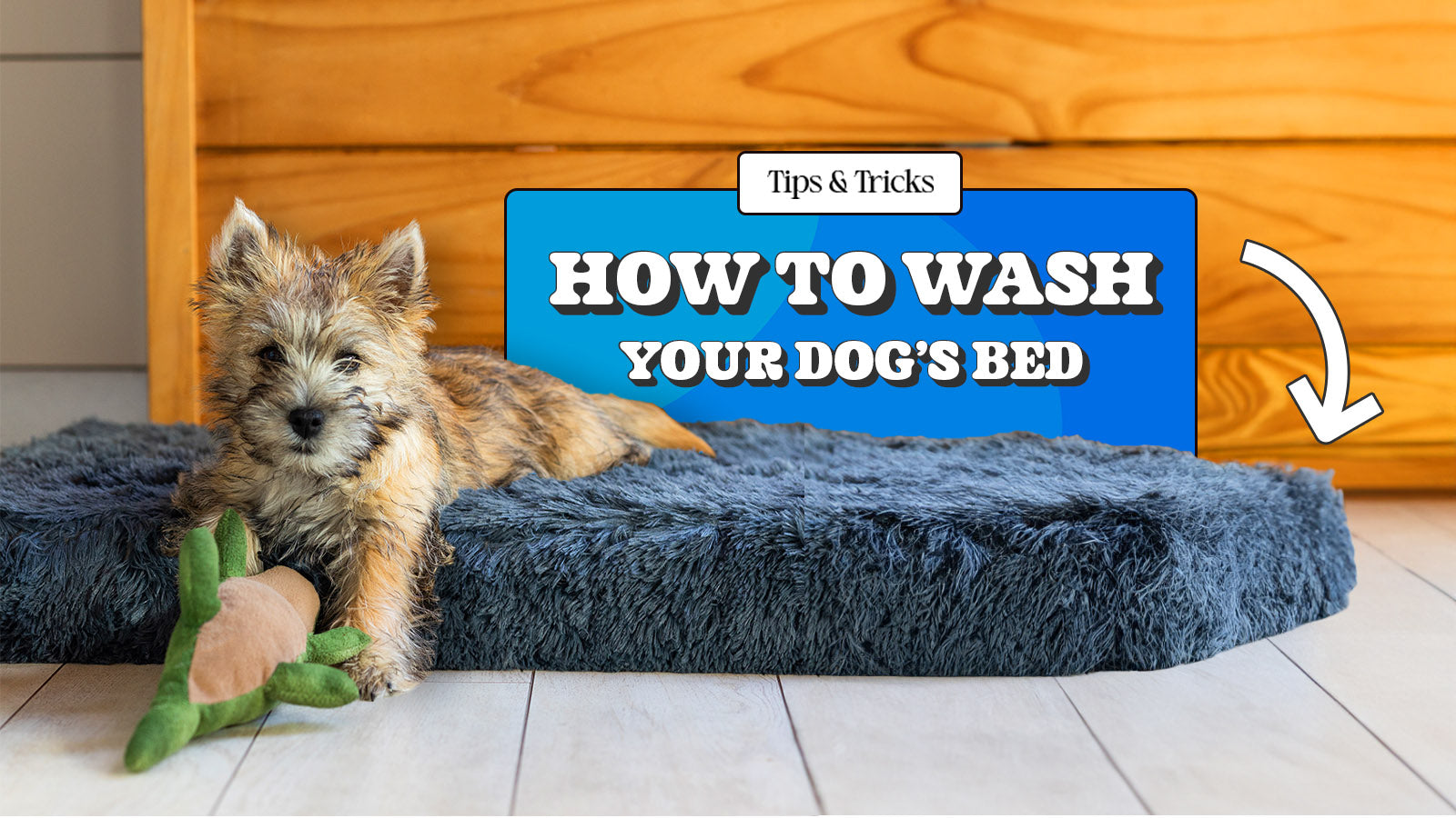 Can i wash a dog bed Clearance