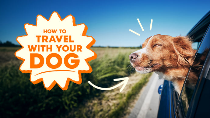 How To Travel With A Dog In The Car