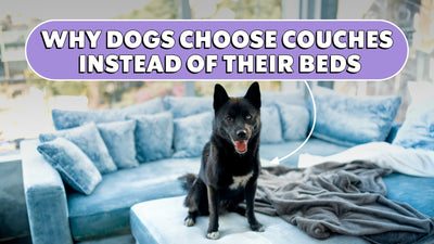Why Dogs Choose Couches Over Their Beds | The Brooklyn