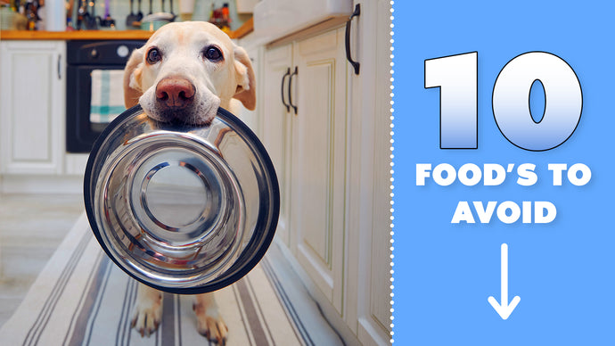 The 10 Worst Foods to Feed Your Pet