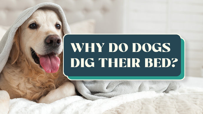 Why Do Dogs Dig Their Bed? Everything To Know