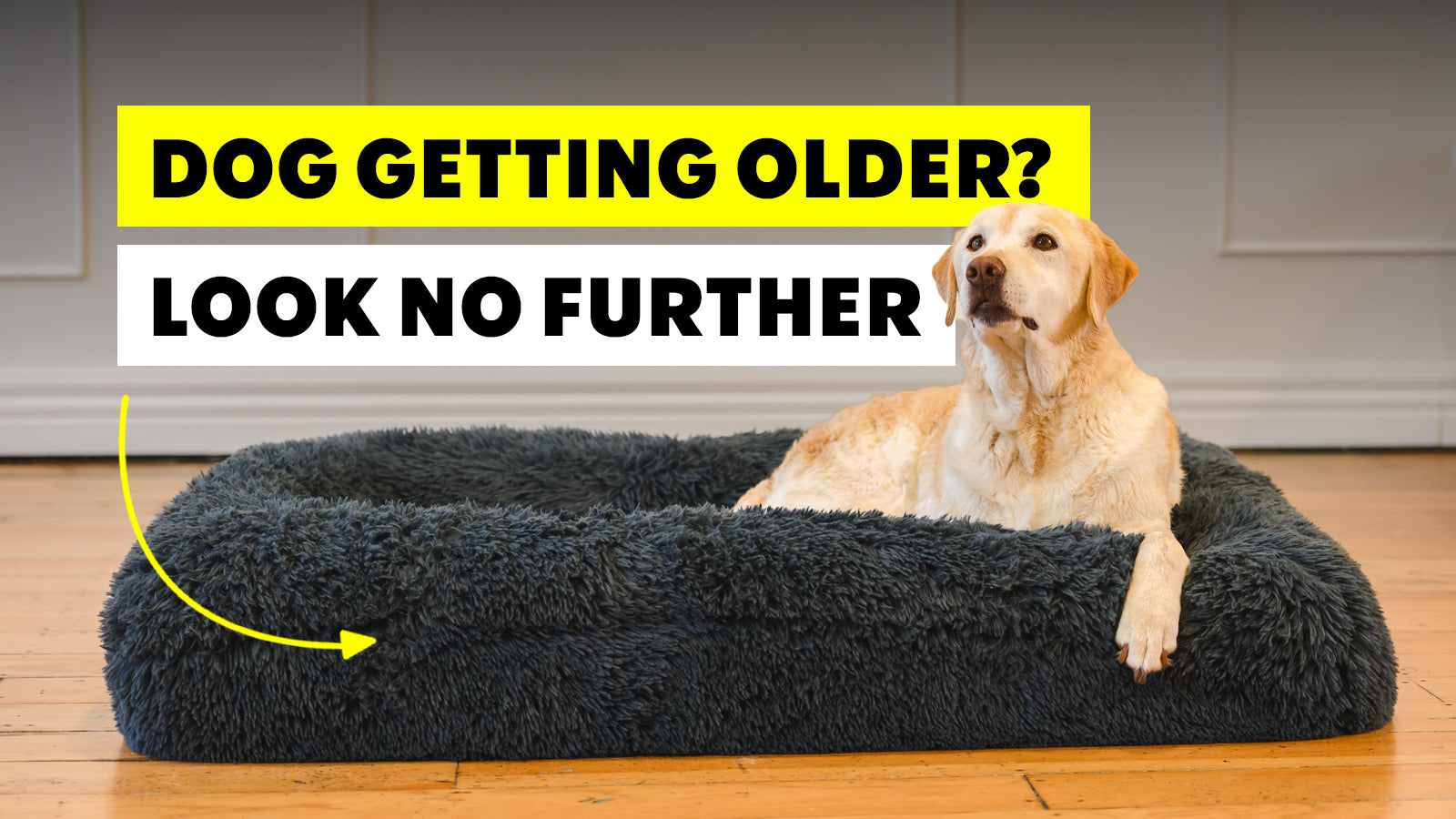 Choosing the Right Bed for Your Ageing Dog The Brooklyn Pet Store