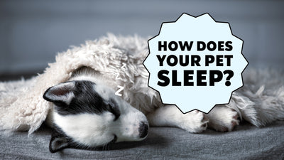 What Your Dog's Sleeping Position Means?