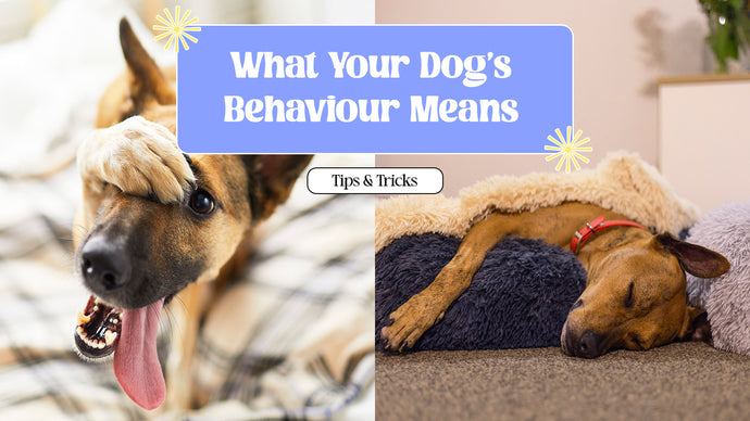 8 Behaviours Your Dog Does To Get Your Attention