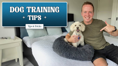 Top Tips for Teaching Your Dog Tricks
