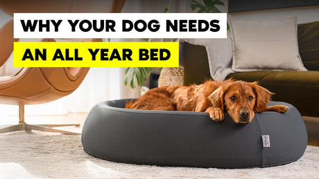 The Importance of Temperature Regulation in Pet Beds