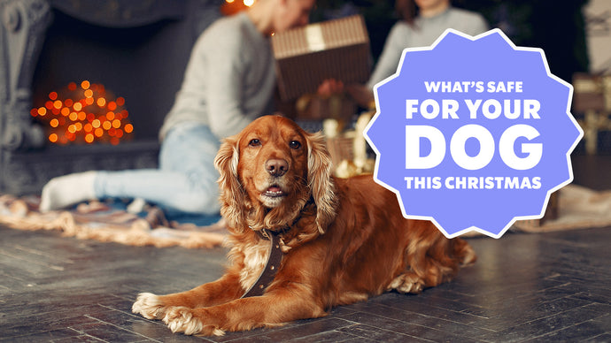 What's Safe For Your Dog This Christmas?