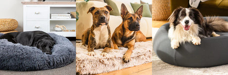 Top Dog Beds of 2025 | Sale On Now – The Brooklyn Pet Store Top Dog Beds of 2025 | Sale On Now – The Brooklyn Pet Store