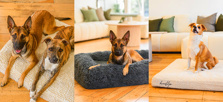 Spare Covers for Brooklyn Dog Beds