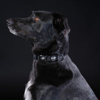 Brooklyn® Featherlight Dog Collar