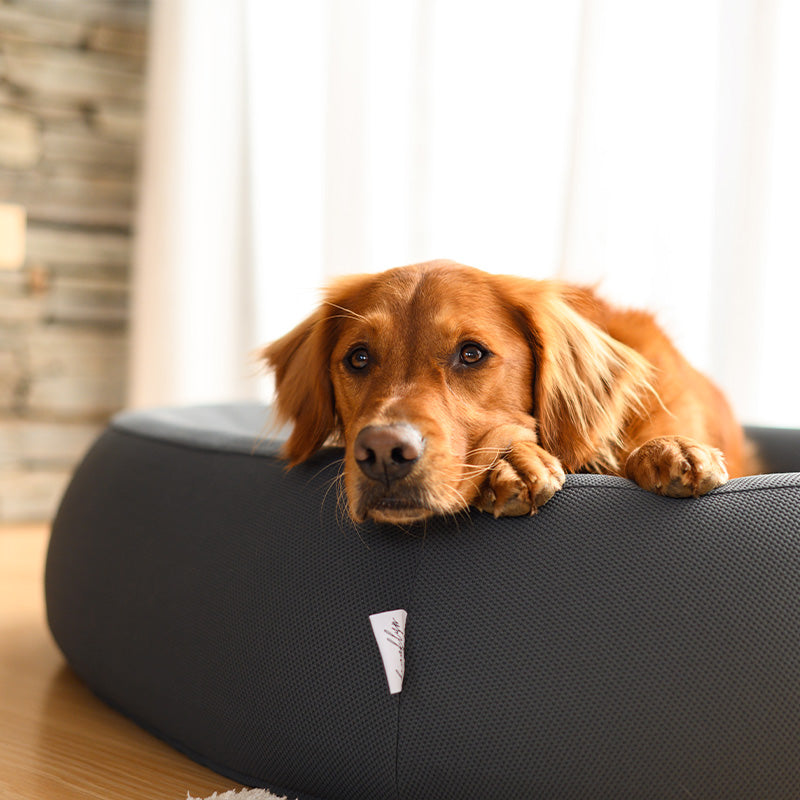 Brooklyn® Nest Dog Bed