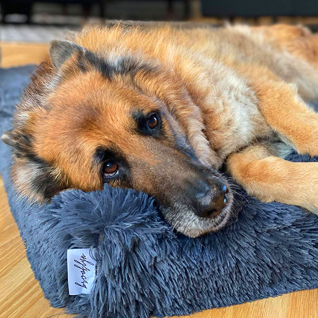 The Benefits of Memory Foam Pet Beds for Your Beloved Pet - A-jitensha.com
