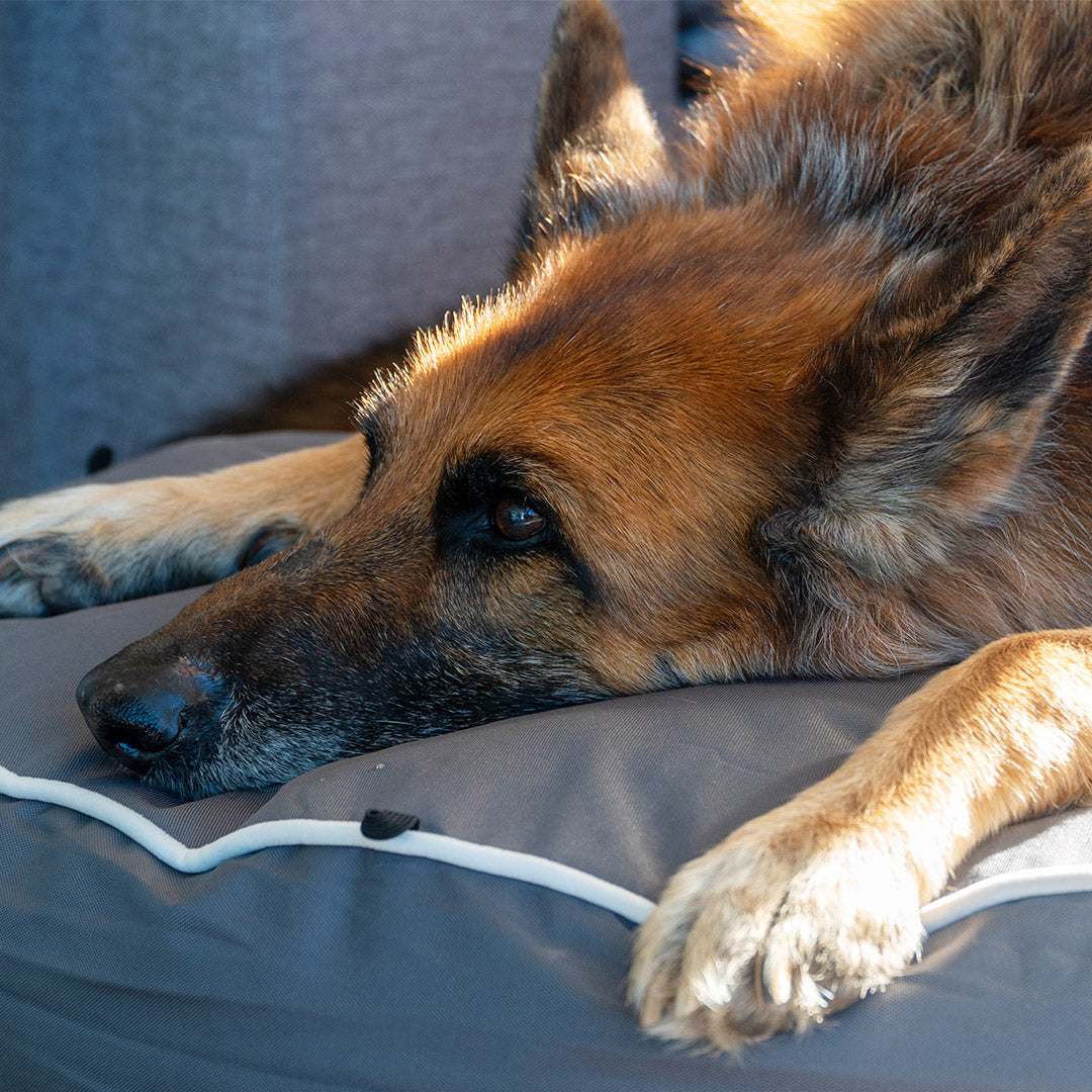 Brooklyn® Chew Resistant Luxe Lounger (2-in-1 Dog Bed)