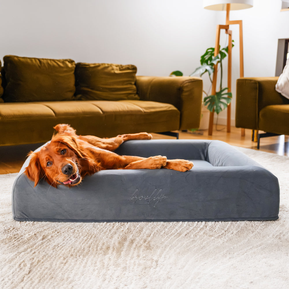 Golden Retriever lying across the Chalk Grey Ortho Pro dog bed with its head over the bolster