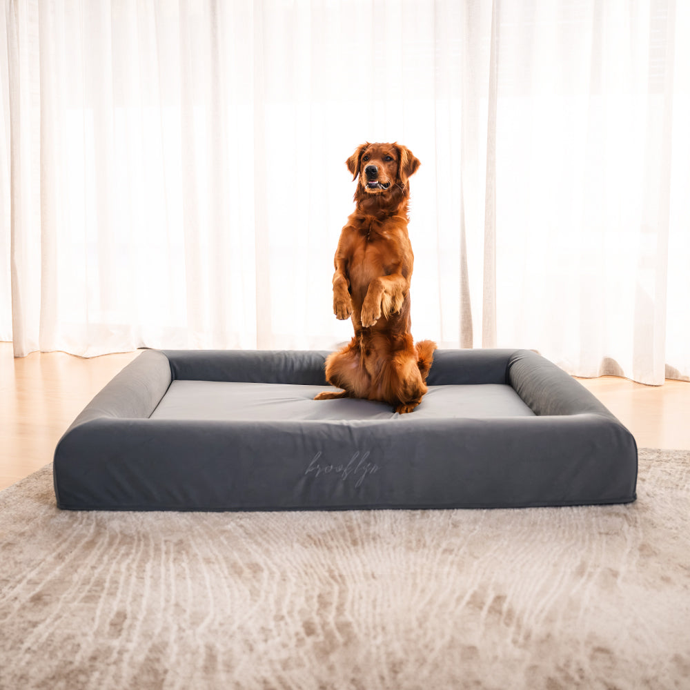 Red Golden Retriever sitting up on the large Chalk Grey Ortho Pro dog bed