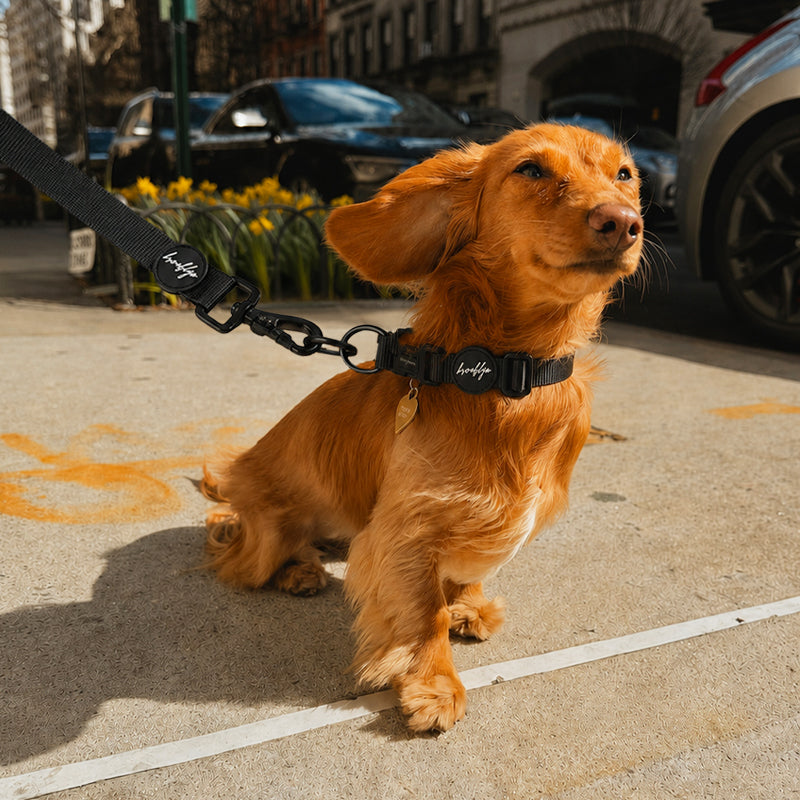 Brooklyn® Walk Set Bundle