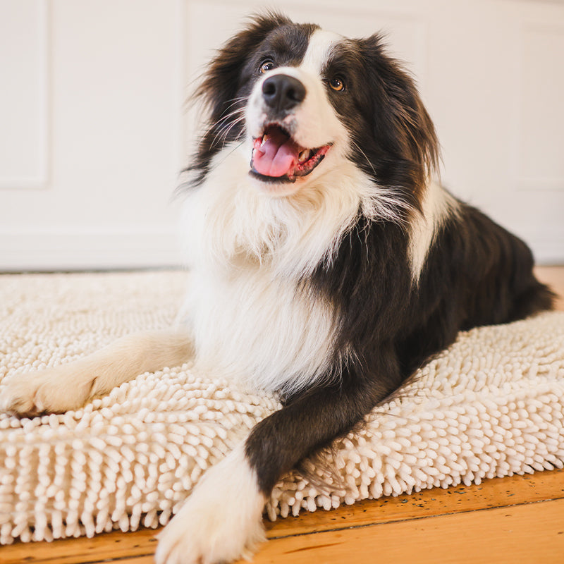 Dog bed shops for australian shepherd