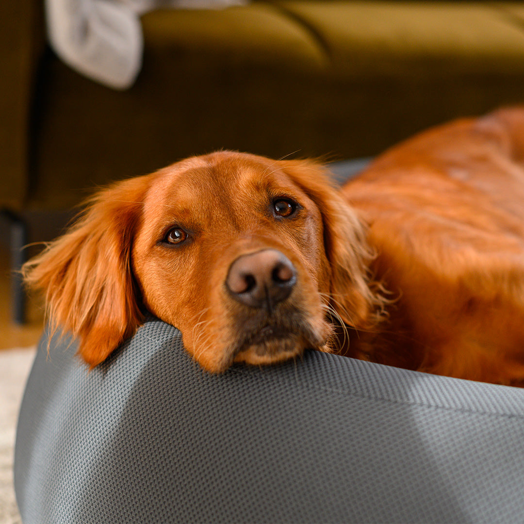 Brooklyn® Nest Dog Bed