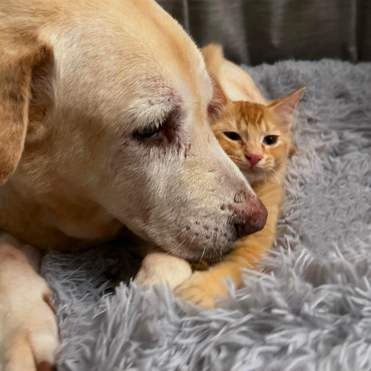 Brooklyn® Deep Sleep Cat Bed