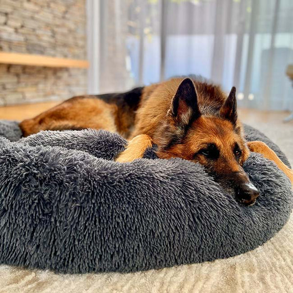 Cushioned Mini Trampoline Pet Bed - Unique Gift Ideas For Pet Lovers